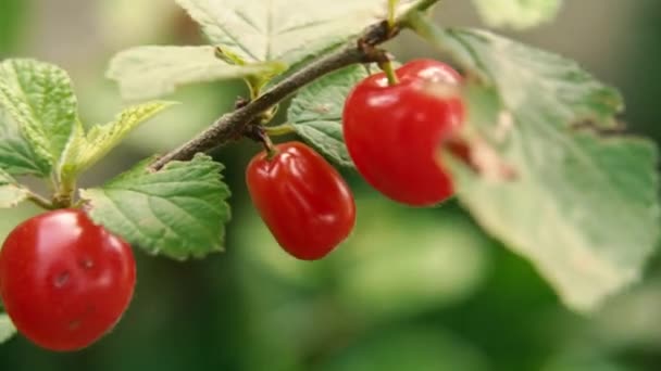 Berry Sentí Cereza Mano Escoge Una Cereza Primer Plano — Vídeos de Stock