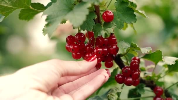 Berry Une Main Cueille Groseille Rouge Dans Une Branche Gros — Video