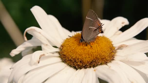 Шамоль Метелик Сидить Квітці — стокове відео