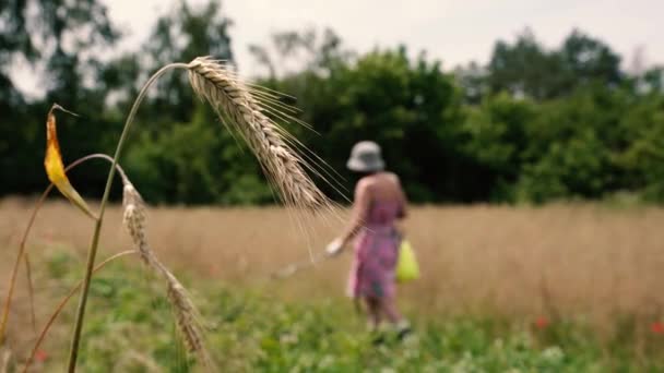 Zemědělství Žena Postříká Pole Pesticidy — Stock video