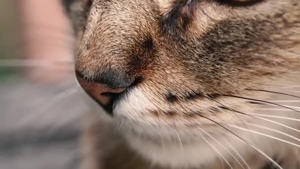 Nasul Nasul Mustăţile Pisicii Close — Videoclip de stoc
