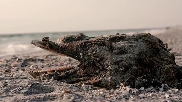 Dolfijn Het Skelet Van Een Dode Dolfijn Zwarte Zee — Stockvideo