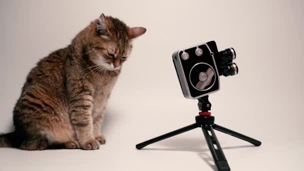 レトロカメラだ 猫はレトロなカメラの近くに座っている — ストック動画
