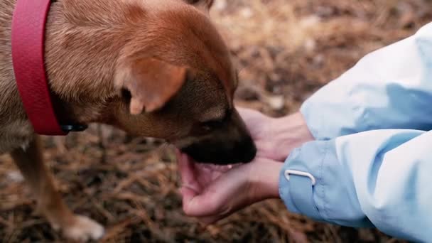 Wasser Der Hund Trinkt Wasser Aus Menschenhänden — Stockvideo