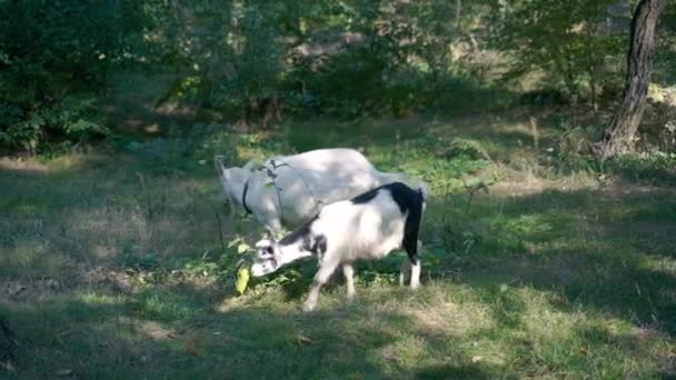 Kozę Kozy Chodzą Lesie Sosnowym — Wideo stockowe