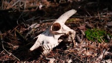 Kafatası. Bir hayvanın kafatası ormanda yatıyor..
