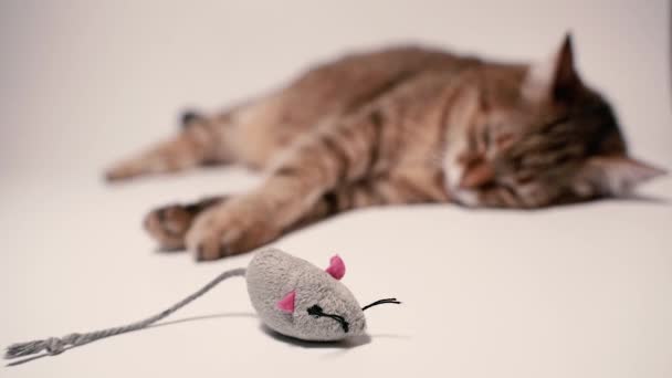 Кіт Миша Кіт Грається Іграшковою Мишкою — стокове відео
