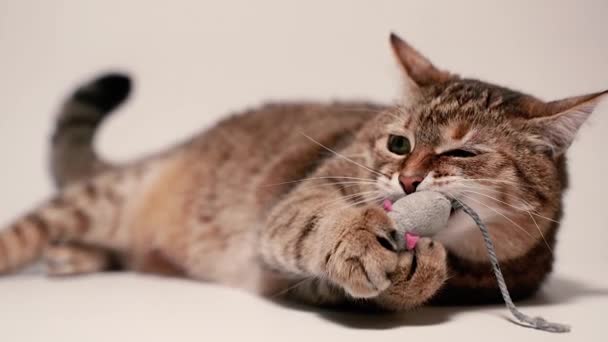 Kot Mysz Kot Bawi Się Zabawkową Myszką — Wideo stockowe