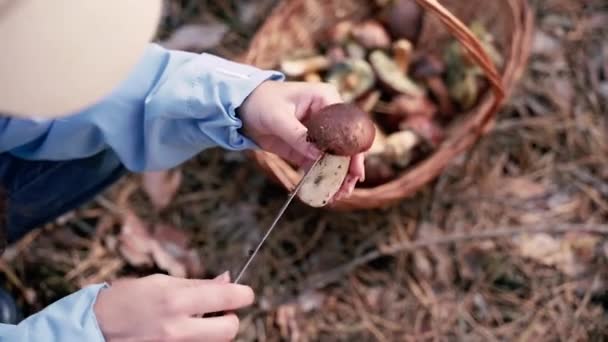 버섯이요 버섯을 땅에서 깨끗하게 — 비디오