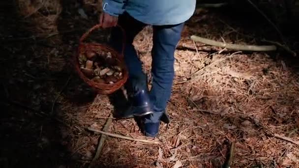Μανιτάρια Μια Γυναίκα Μαζεύει Μανιτάρια Στο Δάσος — Αρχείο Βίντεο