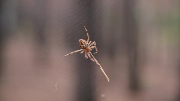 Σπάιντερ Αράχνη Υφαίνει Έναν Ιστό Κοντινό Πλάνο — Αρχείο Βίντεο