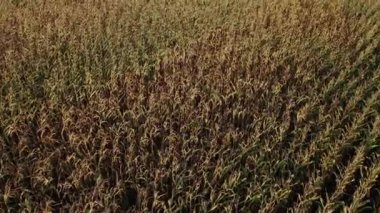 Mısır. Mısırın yetiştiği tarla. Hava görünümü.