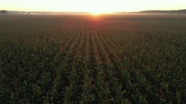 Maïs Het Veld Waar Maïs Groeit Luchtzicht — Stockvideo