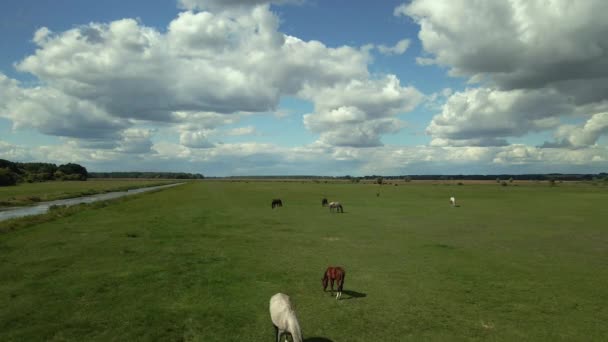 Άλογα Άλογα Τρέχουν Στο Χωράφι Αεροφωτογραφία — Αρχείο Βίντεο