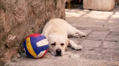 Topu ver. Köpek bir voleybol topunun yanında uyuyor..