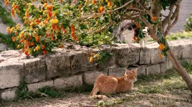 Kızıl kedi. Kızıl bir kedi ağacın altında oturuyor..