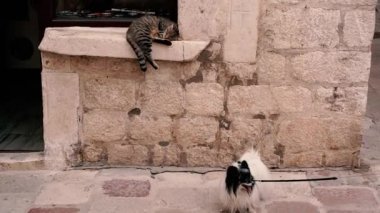 Köpek ve kedi. Sokakta bir kedi ve bir köpek var..