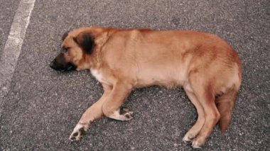 Rüya gör. Köpek asfaltta uyuyor..