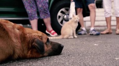 Köpek ve kedi. Evsiz hayvanlar. Yakın plan..