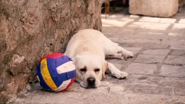 Мяч Собака Спит Возле Волейбольного Мяча — стоковое видео