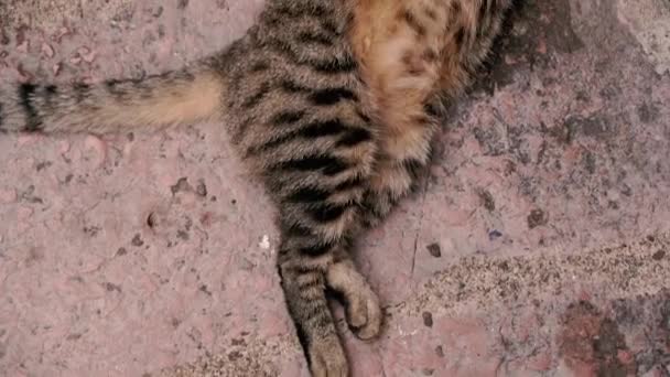 猫はアスファルトの上で寝ている — ストック動画