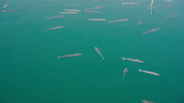 魚は海で泳ぐ — ストック動画