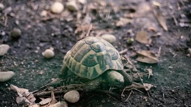 Kaplumbağa Kara Kaplumbağası Yerde Sürünüyor — Stok video