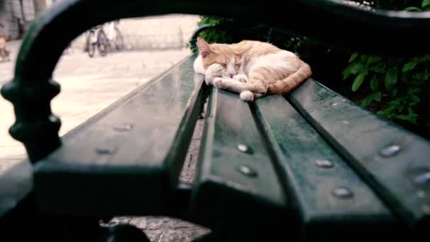 Ławkę Kot Śpi Ławce — Wideo stockowe
