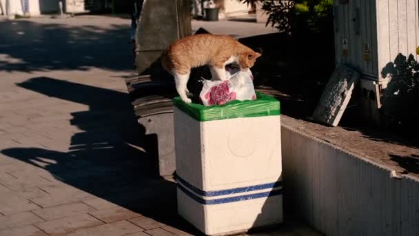 Trash Can Cat Rummaging Trash — Stock Video