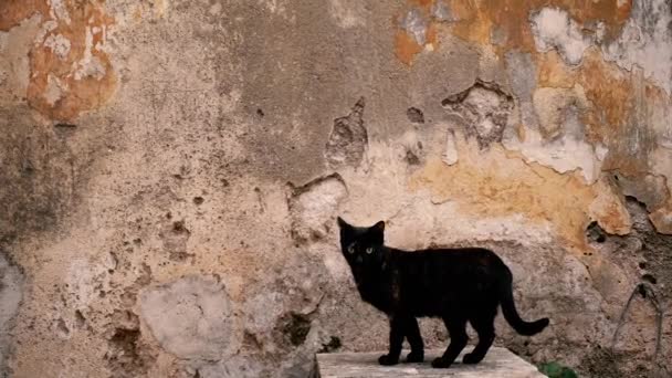 Zwarte Kat Zwarte Kat Achtergrond Van Een Oude Muur — Stockvideo