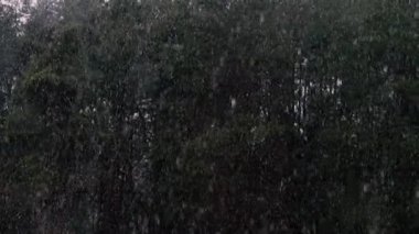 Snowfall. Snow falls asleep on the black earth.