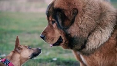 Tibet mastifi. Tibet Mastiff cinsinin köpeği..