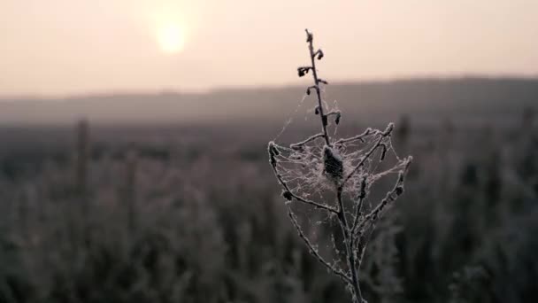Zamarzające Mrożone Rośliny Zimą Zbliżenie — Wideo stockowe