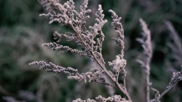 Einfrieren Eisgefrorene Pflanzen Winter Nahaufnahme — Stockvideo