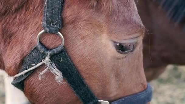 馬の目だ マクロ写真 — ストック動画