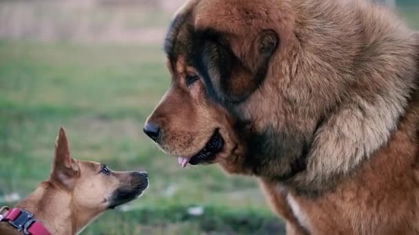 Tibetan Mastiff Dog Tibetan Mastiff Breed — Αρχείο Βίντεο