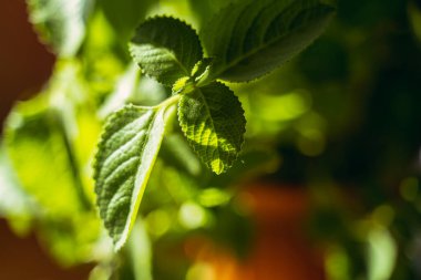Naneli. Nane çiçeği saksısında yetişir..