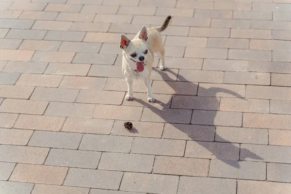 Chihuahua Dog Holding Champagne Cork Its Mouth — Stock Photo, Image