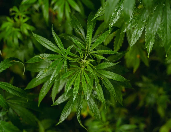 Cannabis Green Cannabis Bush Detailní Záběr — Stock fotografie