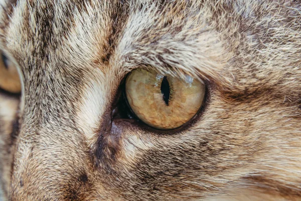 Глаз Зверя Кошачий Глаз Макрофотография — стоковое фото
