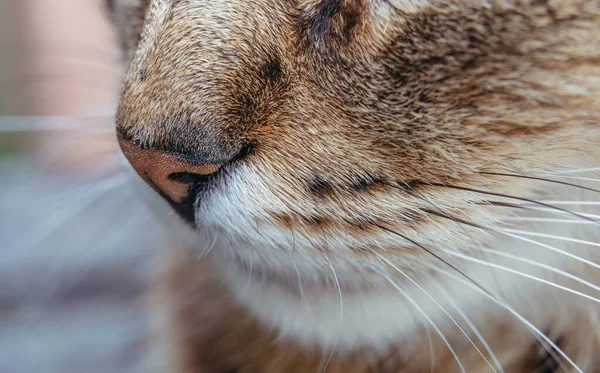 Nariz Nariz Gato Macro Fotografía —  Fotos de Stock