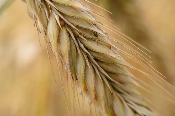 Пшеница Ухо Пшеницы Крупный План — стоковое фото