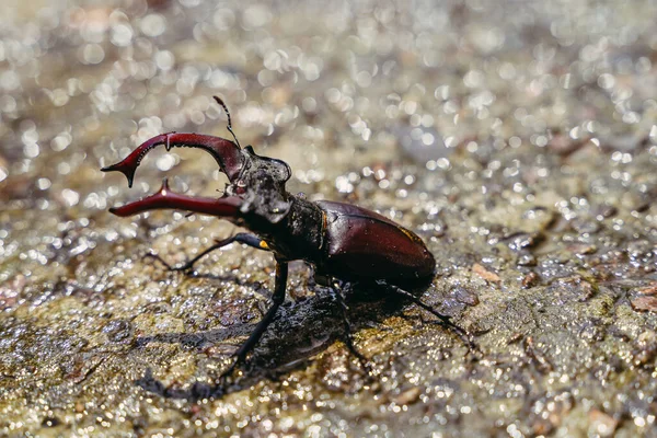 Böcek Herkül Böceği Islak Asfalt Üzerinde Sürünüyor Yakın Plan — Stok fotoğraf