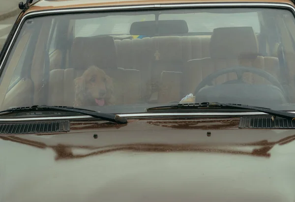 Αυτοκίνητο Σκύλος Κάθεται Στο Θάλαμο Επιβατών — Φωτογραφία Αρχείου