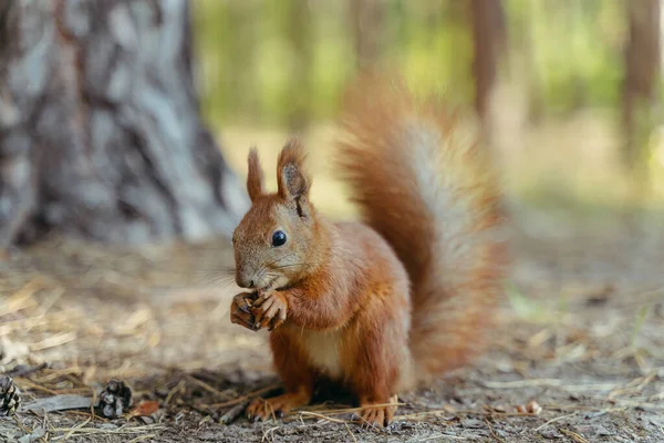 Squirrel Squirrel Eats Walnut — Stock Photo, Image