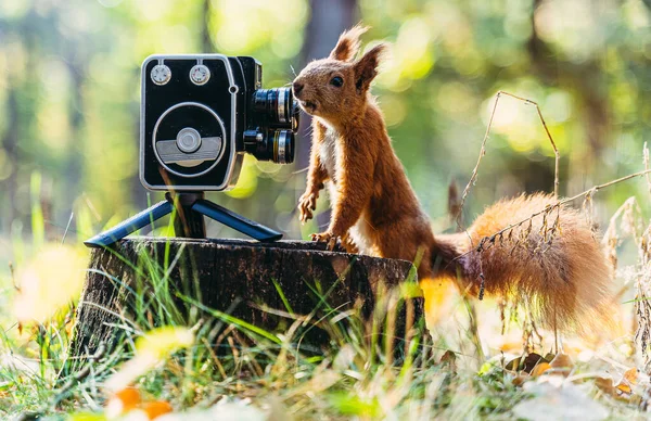 Retro Camera Squirrel Looks Lens Video Camera — Stock Photo, Image