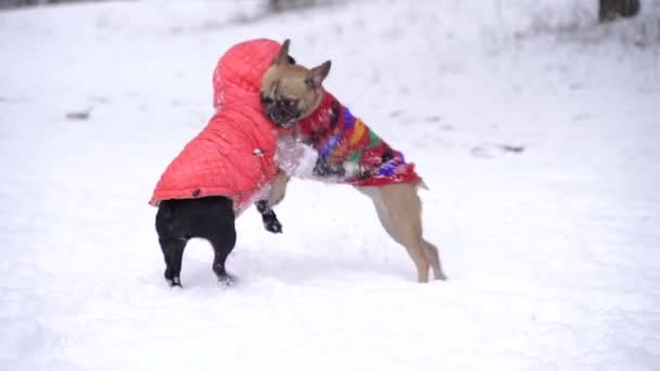 Bulldog Francês Dois Bulldogs Franceses Roupas Inverno — Vídeo de Stock