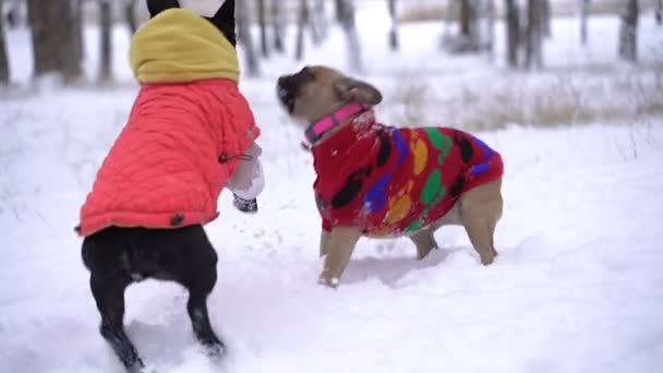 Bulldog Francês Dois Bulldogs Franceses Roupas Inverno — Vídeo de Stock