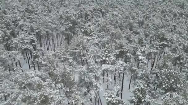 Forêt Pins Enneigés Vue Aérienne — Video