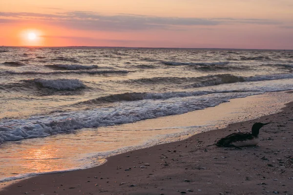 Stranden Fågeln Ruvar Sina Ägg Öde Strand — Stockfoto